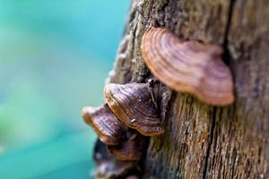 Mushrooms in the forest at Chaing Rai province, Thailand photo