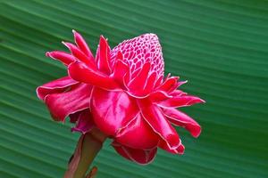 red torch ginger flower photo