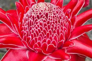 red torch ginger flower photo