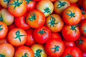 red tomatoes background photo