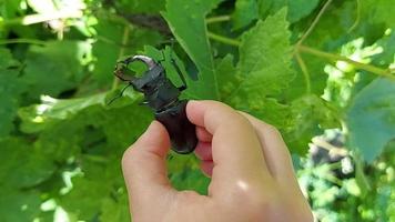 escarabajo ciervo en la mano. insecto en el fondo de hojas verdes. niño descubre el mundo