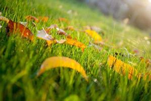 autumn leaves in garden photo