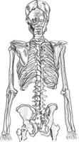 human skeleton back view hand-drawn sketch illustration vector