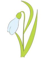 Snowdrop flower or Galanthus nivalis. Spring vector illustration.