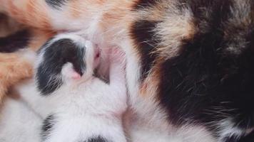 One newborn kitten is fed from the mother cat's breast. video