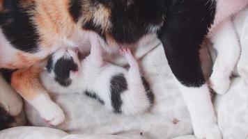 One newborn kitten is fed from the mother cat's breast. video