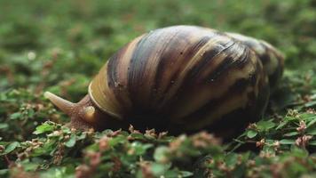 close-up de um caracol em uma grama verde. video