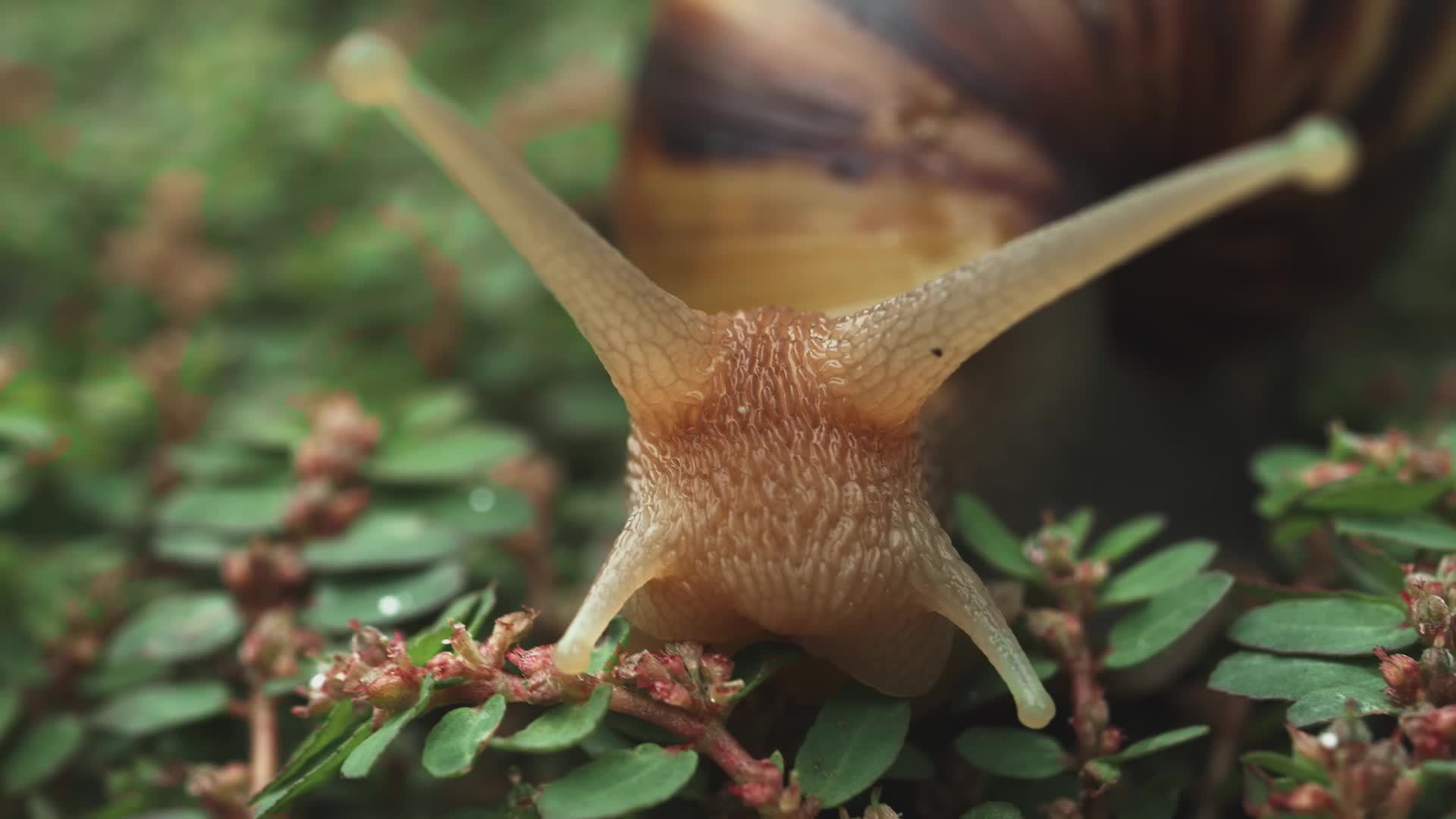 Close up of a snail on a green grass. 12322898 Stock Video at Vecteezy
