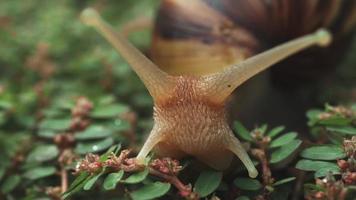 Close up of a snail on a green grass. video
