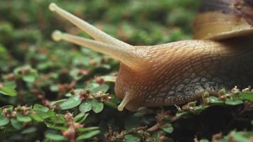 Close up of a snail on a green grass. video