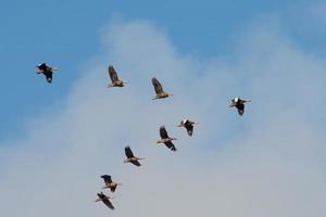 Nine whistling ducks in a v formation as they fly in a group. photo