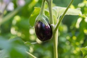 A purple eggplant growing in the vegetable garden. photo