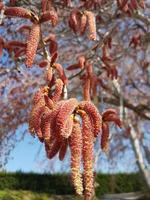 rara floración de un árbol foto