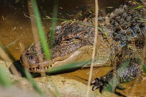 crocodile resting in a pond photo