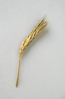 Close up of a wheat spike with white background photo