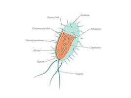 Archaebacteria inner and outer anatomical bacteria structure explanation diagram vector