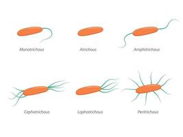 disposición de los flagelos bacterianos. varias formas de flagelación con las designaciones correspondientes vector