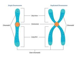 ilustración de la estructura cromosómica única y duplicada vector