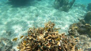 banc de poissons jaunes et bleus video