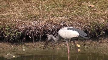 The Asian Openbill find and eat freshwater mollusks in drainage canals video