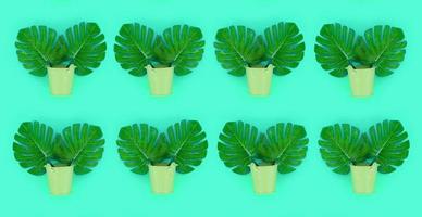 Tropical palm monstera leaves lies in a pastel pails on a colored background. Flat lay trendy minimal pattern. Top view photo