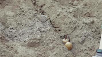 een boerin plant handmatig aardappelknollen in de grond. voorbereiding op het tuinseizoen. pootaardappelen. boer die biologische aardappelen plant in vruchtbare tuingrond. groenten verbouwen. video