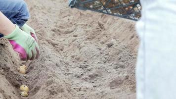 Caucasian female farmer or gardener with potatoes. Early spring preparation for the garden season. Seed potatoes. Seasonal work. A woman manually plants potato tubers in the ground. video