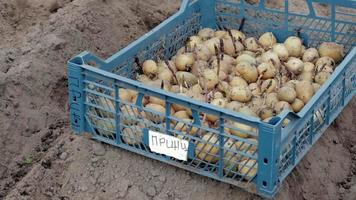 patatas para plantar con brotes germinados en una caja de plástico en el suelo. Príncipe de la traducción. patatas de siembra germinadas. plántula de tubérculos de patata. el concepto de agricultura, cultivo de hortalizas.