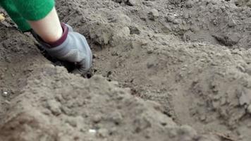 een boerin plant handmatig aardappelknollen in de grond. voorbereiding op het tuinseizoen. pootaardappelen. boer die biologische aardappelen plant in vruchtbare tuingrond. groenten verbouwen. video