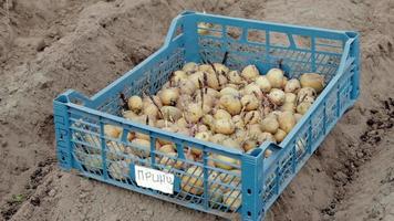 aardappelen voor aanplant met ontkiemd spruiten in een plastic doos Aan de grond. vertaling prins. gekiemd zaad aardappelen. zaailing van aardappel knollen. de concept van landbouw, groeit groenten. video