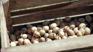 batatas para plantar com brotos germinados em uma caixa de madeira. germinaram batatas de semente velhas. mudas de tubérculos de batata. o conceito de agricultura e jardinagem, cultivando e cuidando de vegetais. video