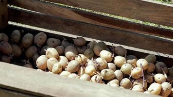 patatas para plantar con brotes germinados en una caja de madera. patatas de siembra viejas germinadas. plántulas de tubérculos de patata. el concepto de agricultura y jardinería, cultivo y cuidado de vegetales. video