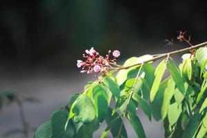 foto de la aparición de flores rosadas y hojas verdes