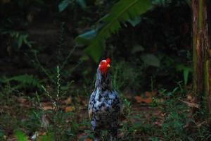 photo of chickens walking in the forest during the day in Magelang City, Indonesia