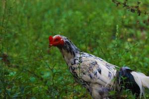 photo of chickens walking in the forest during the day in Magelang City, Indonesia