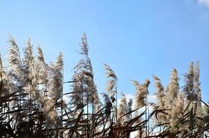 Yellow fluffy reeds photo