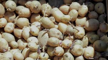 achtergrond van aardappelen voor aanplant met gekiemd schiet, top visie. gekiemd oud zaad aardappelen. veel van rood, wit en geel gekiemd aardappelen voor planten. zaailing van aardappel knollen. panorama. video