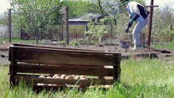 agricultora caucásica o jardinera con patatas. preparación temprana de primavera para la temporada de jardín. patatas de siembra. trabajo estacional. producción de alimentos agrícolas, concepto de cosecha. video