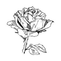 rosa dibujada a mano. ilustración vectorial rosa estilo tatuaje vintage. boceto de motivos florales para el diseño. ilustración de tinta aislada. vector