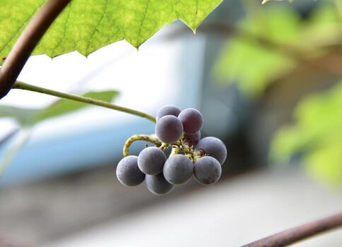 Dark grapes on a twig close-up in a greenhouse. Delicious grapes on a branch. photo