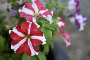 Beautiful multicolored petunia flowers on a flower bed in summer. Lots of close-up colors. photo