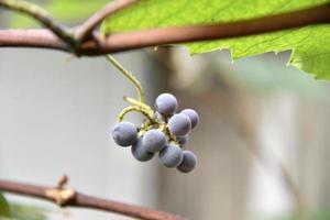 Dark grapes on a twig close-up in a greenhouse. Delicious grapes on a branch. photo