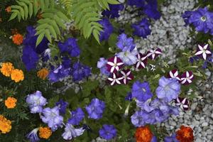 Beautiful multicolored petunia flowers on a flower bed in summer. Lots of close-up colors. photo