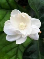 primer plano de jazmín blanco, jasminum sambac o jazmín árabe, gran duque de toscana, hermosa flor blanca y hojas verdes, aroma foto
