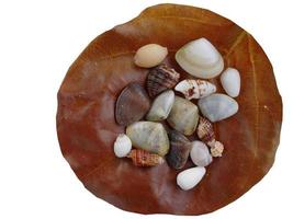 Isolated, transparent, cutout,  a brown dry leave with assortment of small seashells on white background, with clipping path photo