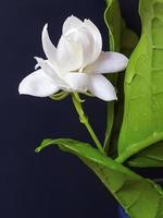 Close up of White jasmine, Jasminum sambac or Arabian jasmine, Grand Duke of Tuscany, beautiful white flower and green leaves, aroma photo