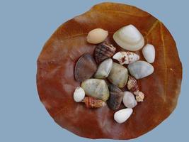 A brown dry leave with assortment of small seashells on white polished stone photo