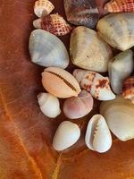 Top view close up of a brown dry leave with assortment of small seashells, macro photo