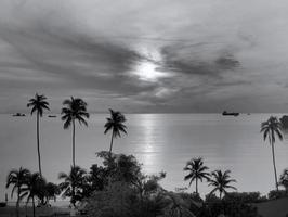 fondo de pantalla en blanco y negro de un pacífico amanecer, puesta de sol, paisaje marino y cielo oceánico con silueta de coco en primer plano foto