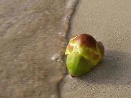 Close up top view of Young green palm fruit on the sand beach, rushed by sea wave. Stop Motion, Blurry, For background with copy space, Selective Focus photo